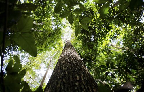 PROPOSTA DO MERCADO DE CARBONO ESTÁ "PRATICAMENTE PRONTA", DIZ SECRETÁRIO
