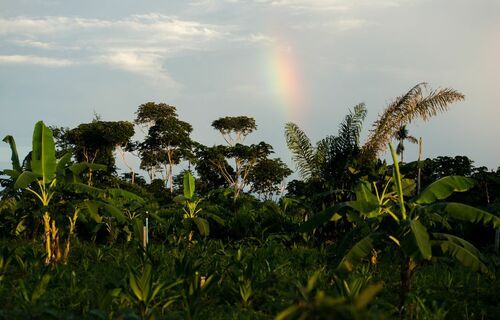 Empréstimos pelo Pronaf ABC+ Floresta podem chegar até R$ 300 milhões em 2022